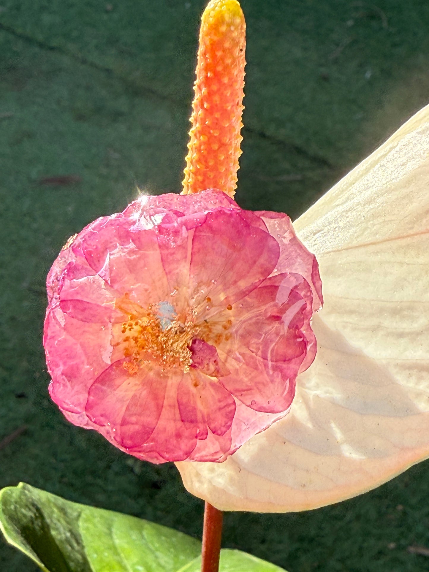 Rose flower