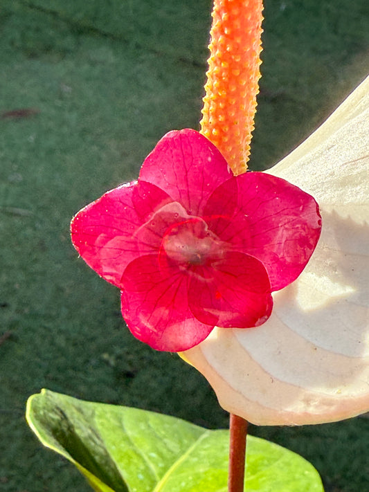 hydrangea flower