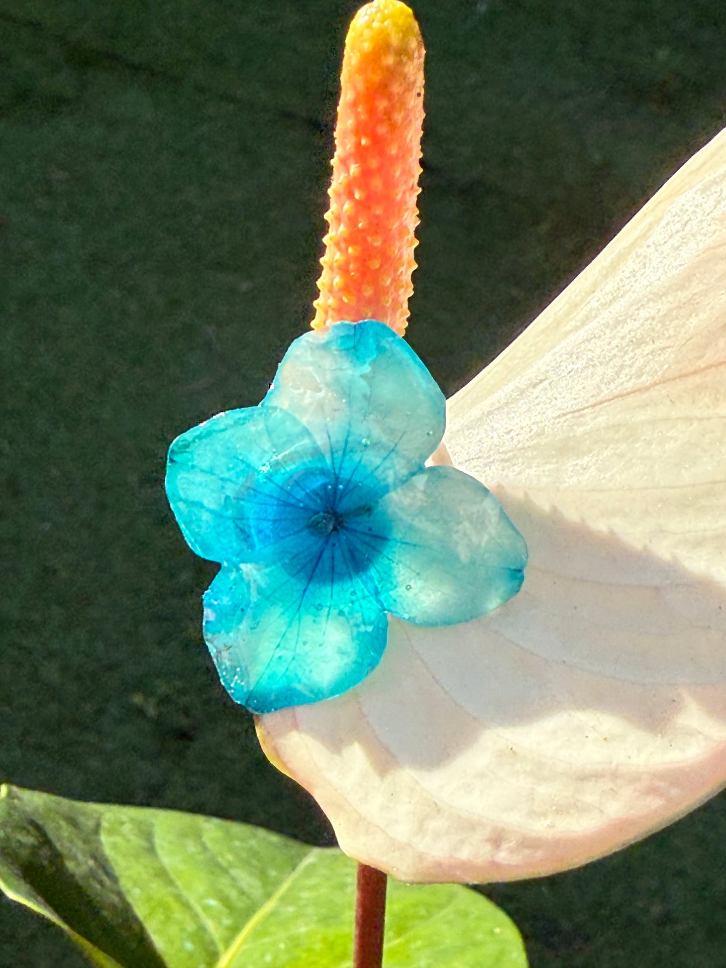 hydrangea flower