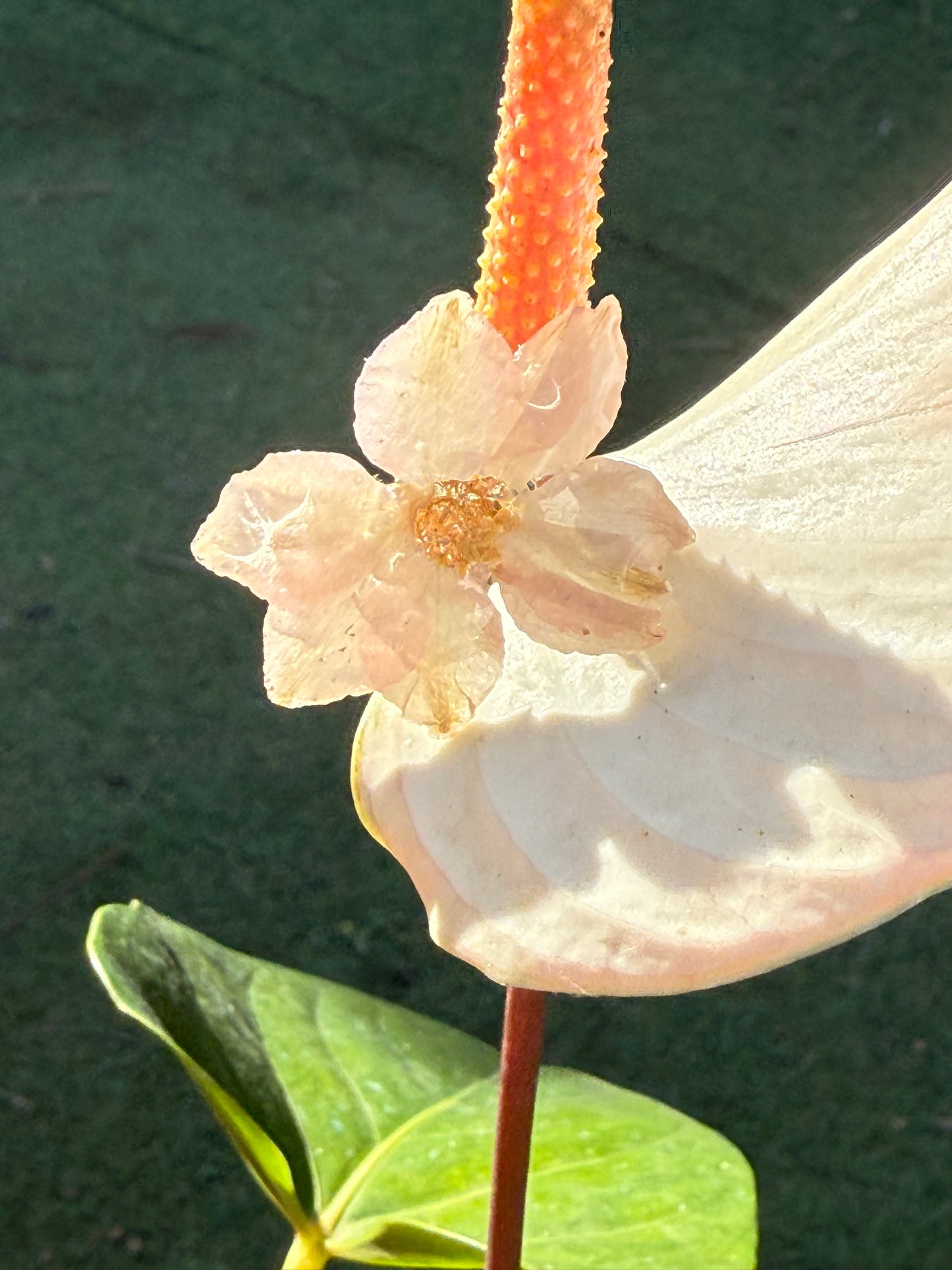 Start flower