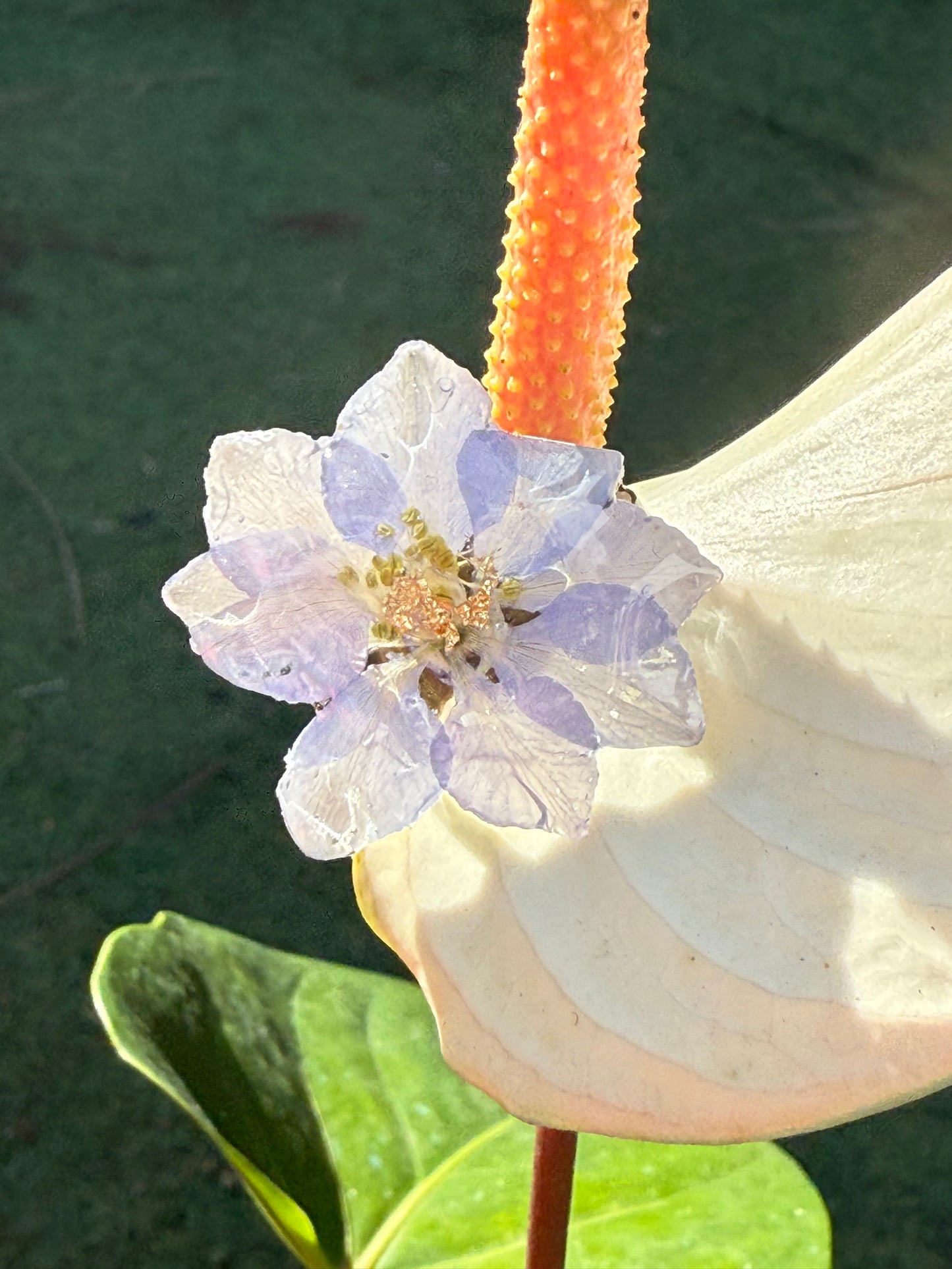Start flower