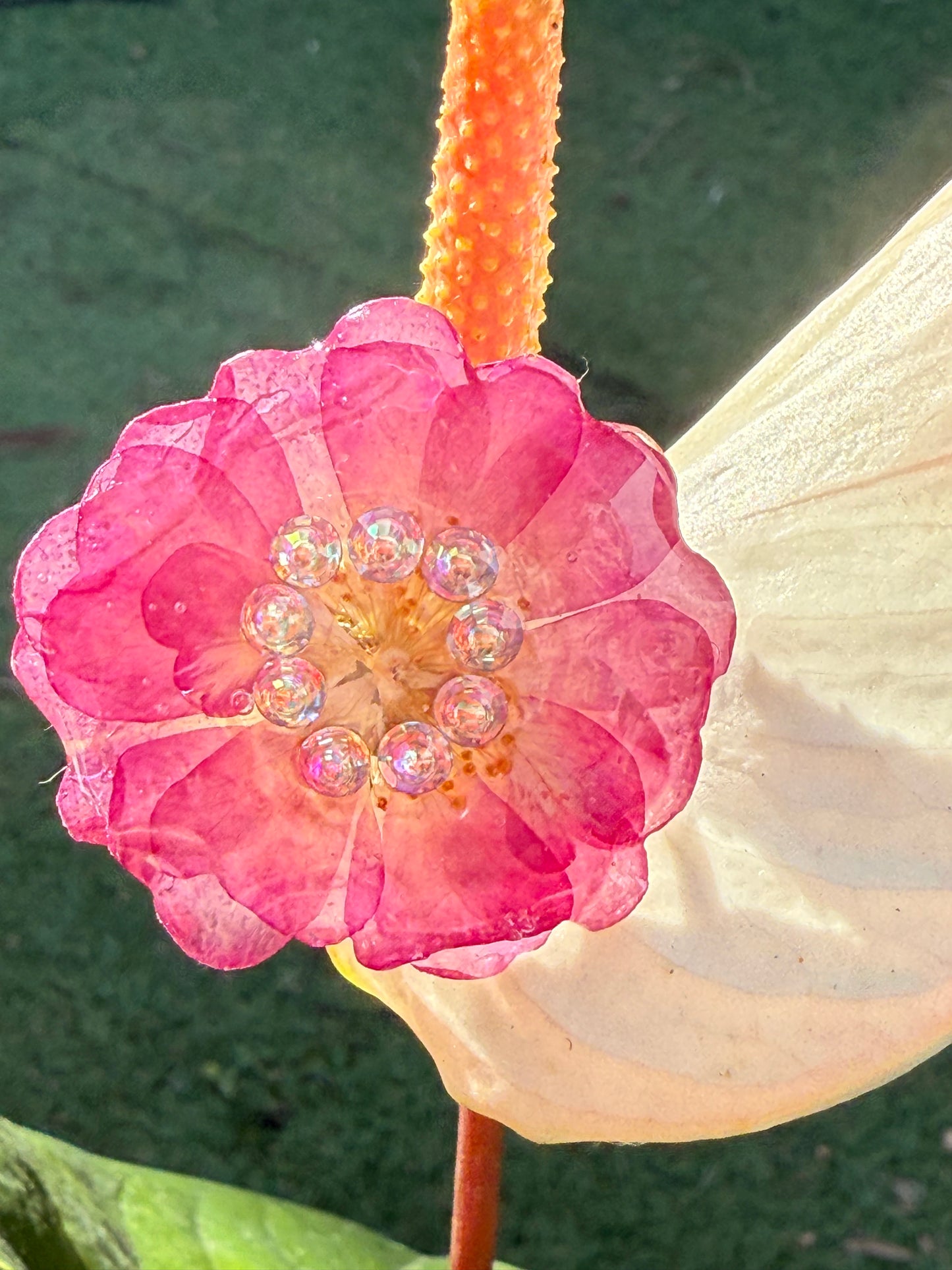 Rose flower