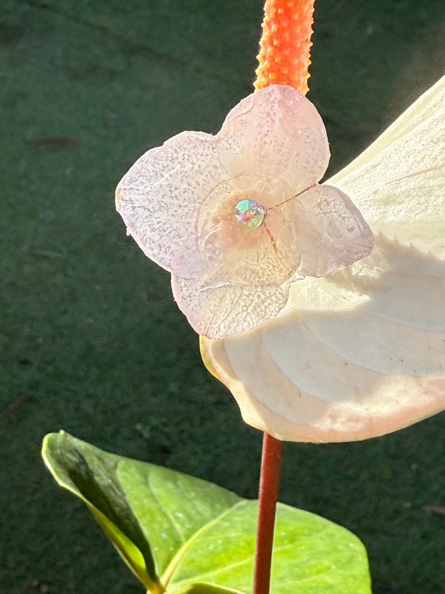 hydrangea flower
