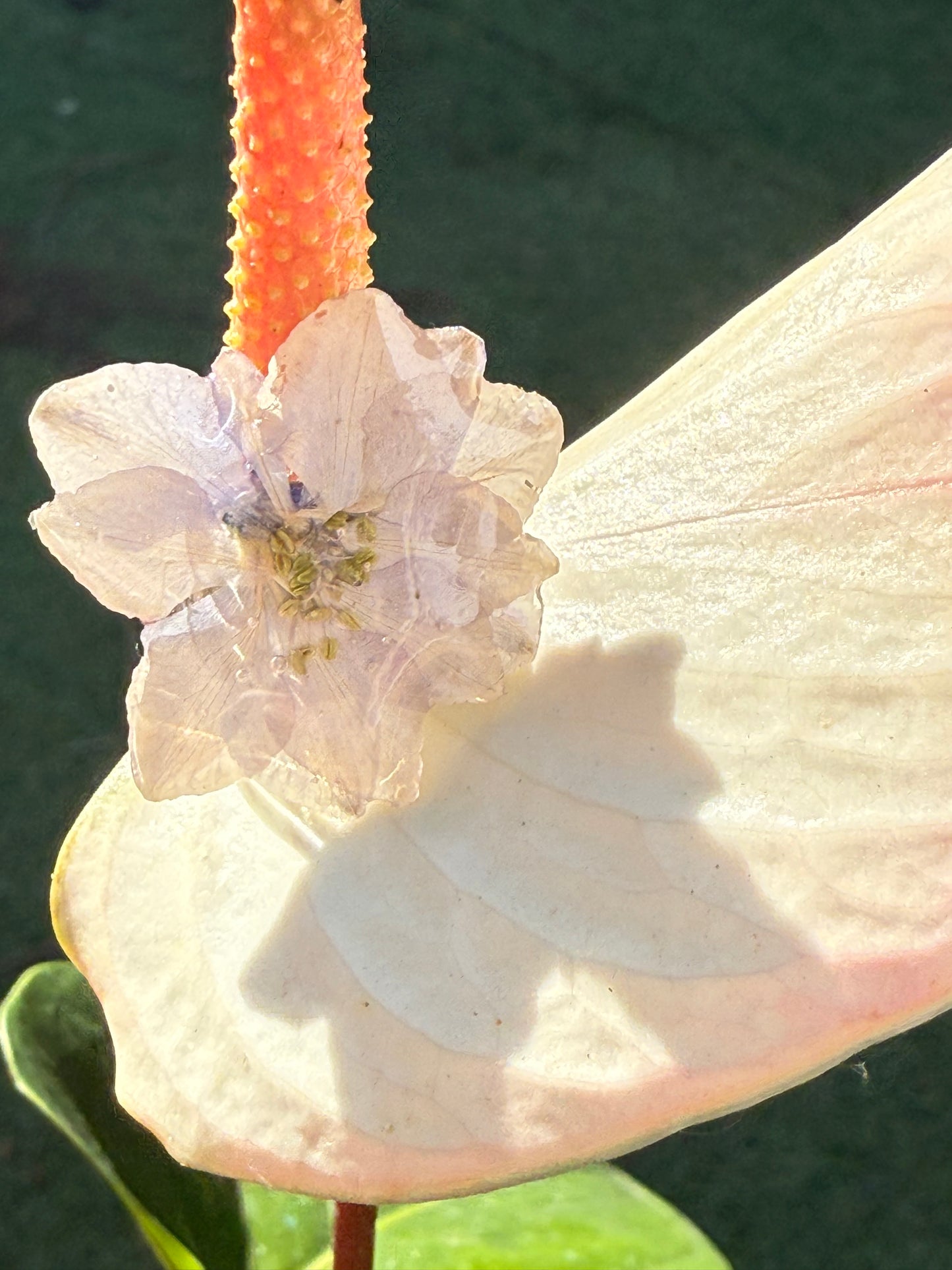 Start flower