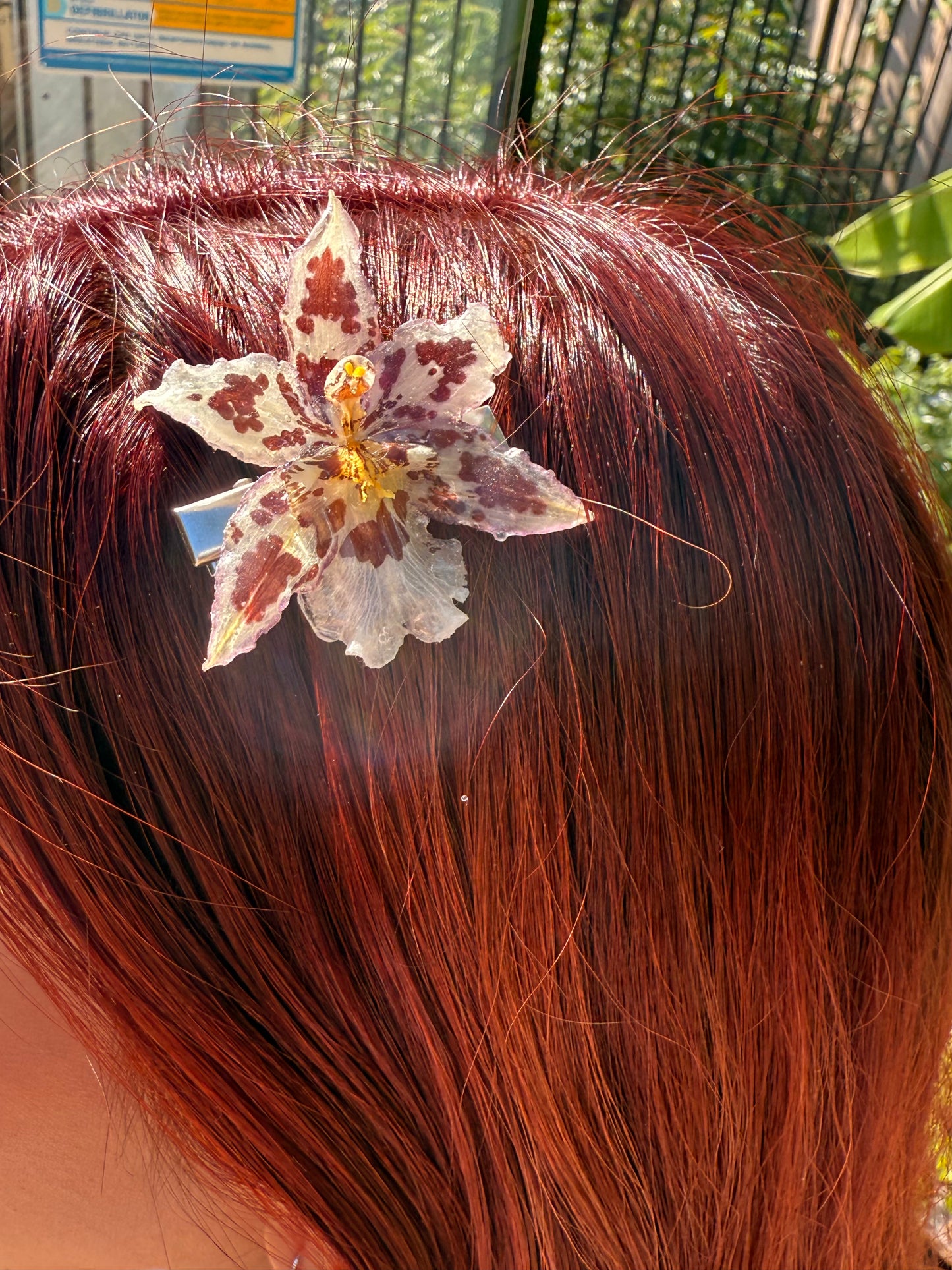 ESTRELLA LILA